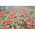2018 Neue Produkte Huhn Fütterungssystem automatische Geflügelschnecke Feeder